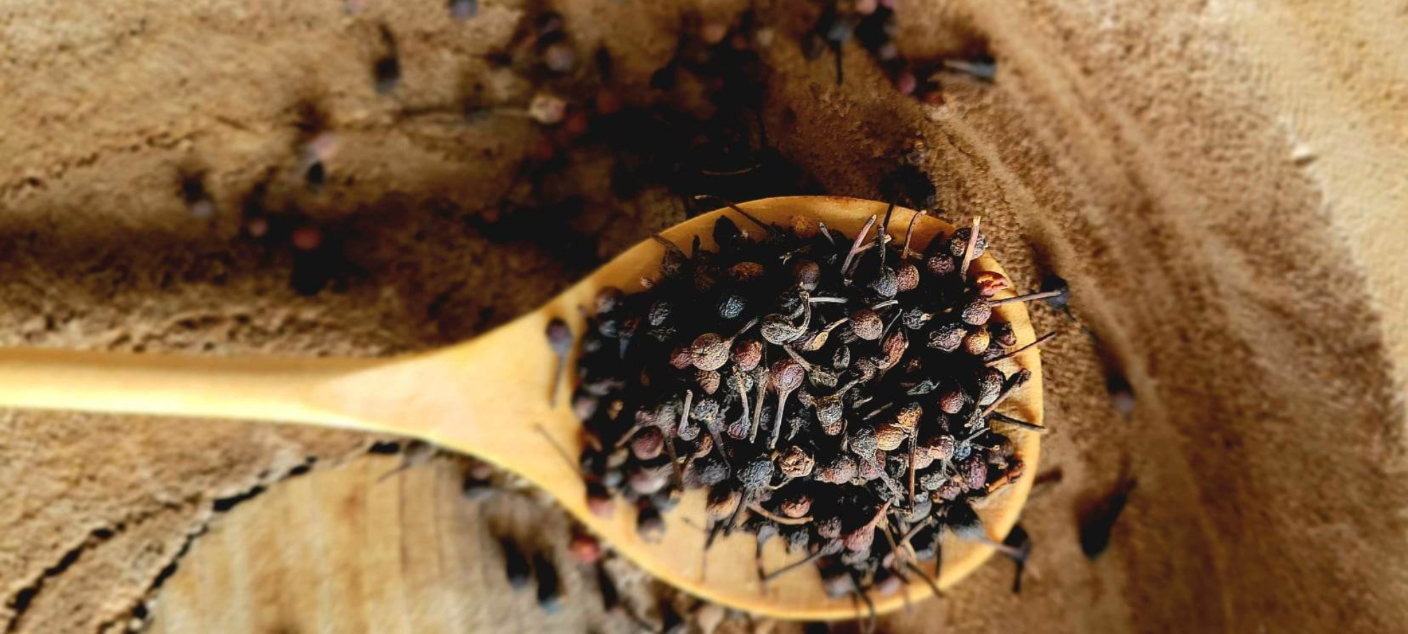 Poivre sauvage de Madagascar (voatsiperifery)